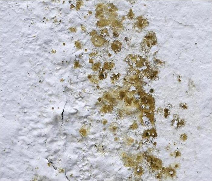 Green mold growth on white wall.