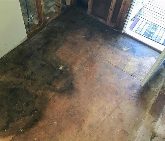 Black mold on the floor of a Puyallup, WA home.